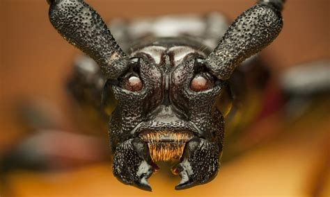 scary insects